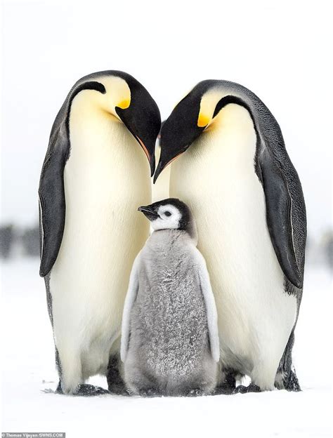 Penguin Family Betsson
